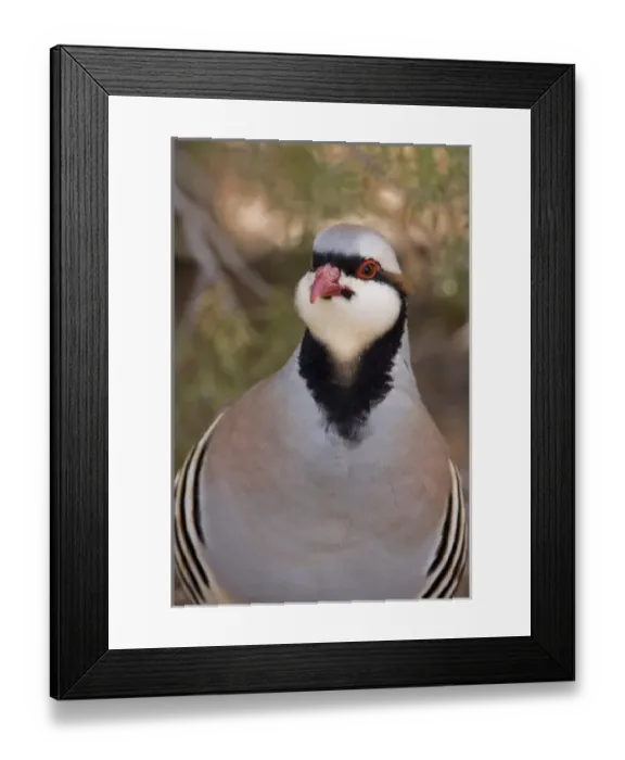 Framed Print : USA, Utah, Kodachrome Basin State Park. Chukar close-up