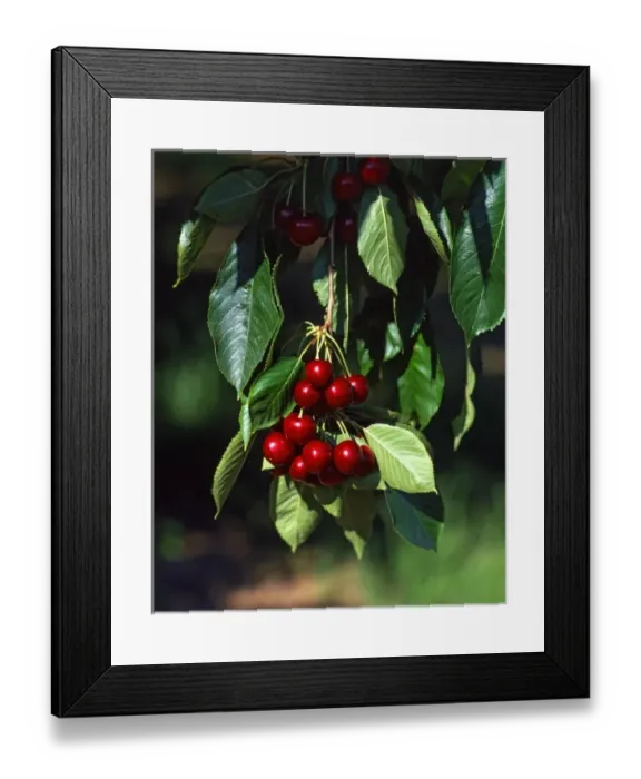 Framed Print : USA, Oregon, Mosier. Bing cherries ready for picking in orchard Framed Print : USA, Oregon, Mosier. Bing cherries ready for picking in orchard