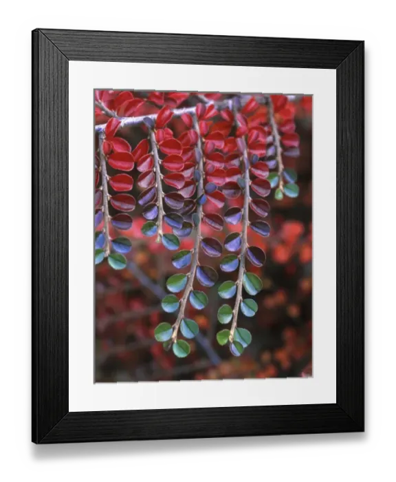 Framed Print : USA, Oregon, Multnomah County, Close-up of cotoneaster plant in fall colors Framed Print : USA, Oregon, Multnomah County, Close-up of cotoneaster plant in fall colors