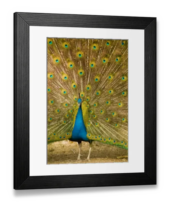 Framed Print : USA, North America, New Mexico Framed Print : USA, North America, New Mexico