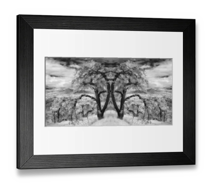 Framed Print : North America, USA, North Carolina, Blue Ridge Mountains, Altapass, Old apple orchard Framed Print : North America, USA, North Carolina, Blue Ridge Mountains, Altapass, Old apple orchard