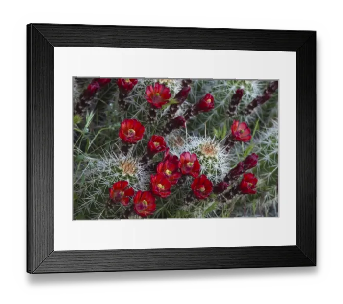 Framed Print : Claret Cup cactus blooms in desert setting near Zion National Park in Utah Framed Print : Claret Cup cactus blooms in desert setting near Zion National Park in Utah
