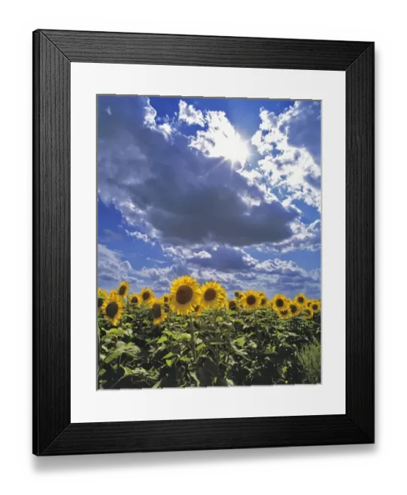 Framed Print : USA, North Dakota, Cass Co. A sunflower brigade marches beneath a dramatic sky in Cass County