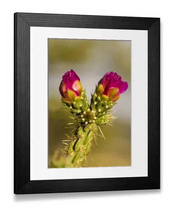 Framed Print : USA, North America, New Mexico Framed Print : USA, North America, New Mexico