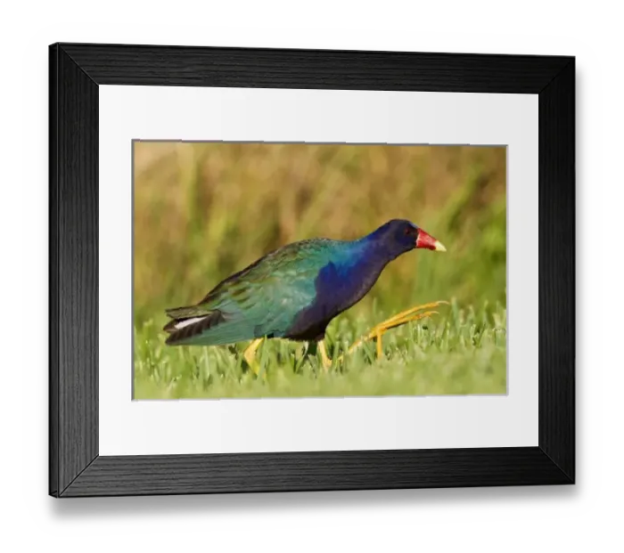 Framed Print : USA, North America, Texas Framed Print : USA, North America, Texas