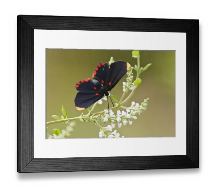 Framed Print : USA, North America, Texas Framed Print : USA, North America, Texas