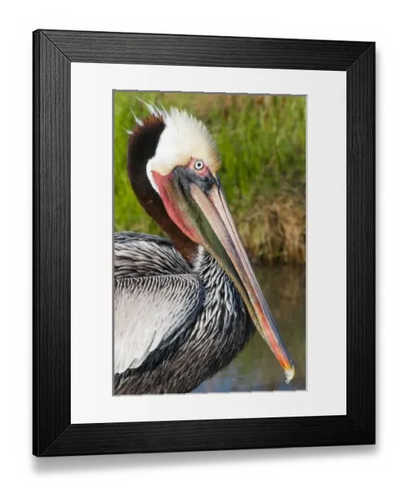 Framed Print : USA, North America, Texas Framed Print : USA, North America, Texas
