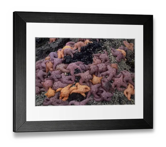Framed Print : OR, Oregon Coast near Yachats, Strawberry Hill, ochre sea stars Framed Print : OR, Oregon Coast near Yachats, Strawberry Hill, ochre sea stars