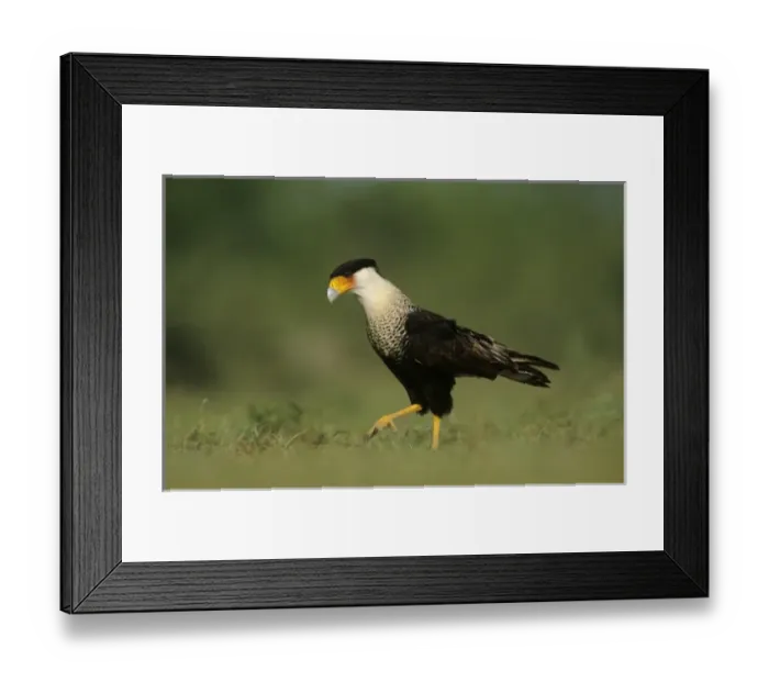 Framed Print : Crested Caracara, Caracara plancus, adult walking, Starr County, Rio Grande Valley Framed Print : Crested Caracara, Caracara plancus, adult walking, Starr County, Rio Grande Valley