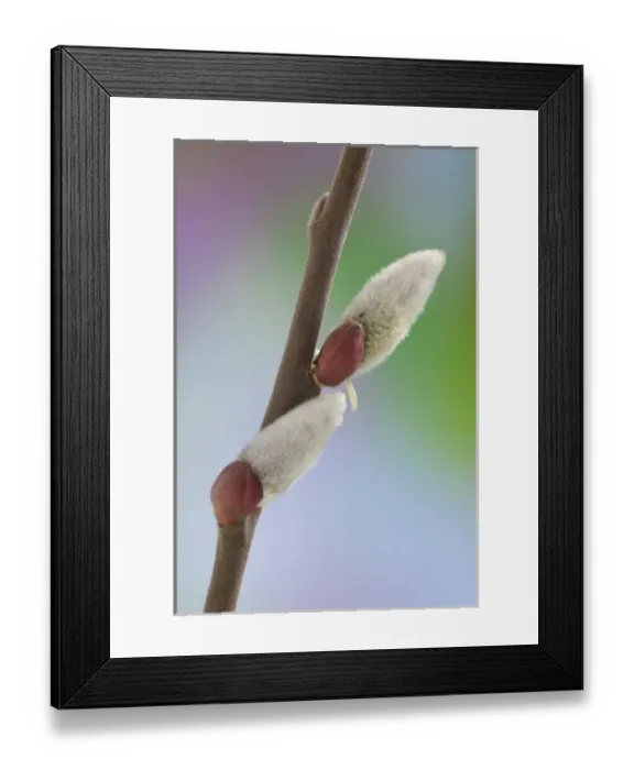 Framed Print : USA, Washington, Seabeck. Close-up of pussy willows on branch Framed Print : USA, Washington, Seabeck. Close-up of pussy willows on branch