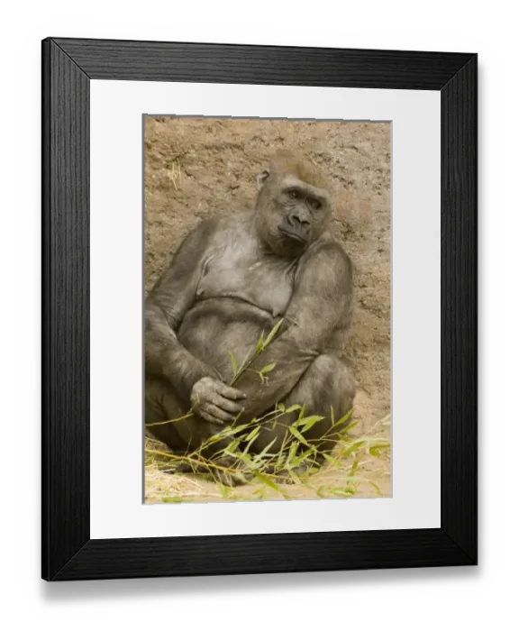 Framed Print : USA, North America, New Mexico