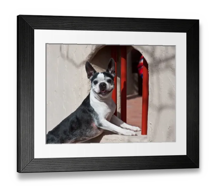 Framed Print : A Boston Terrier posing in front of a small window with red bars Framed Print : A Boston Terrier posing in front of a small window with red bars