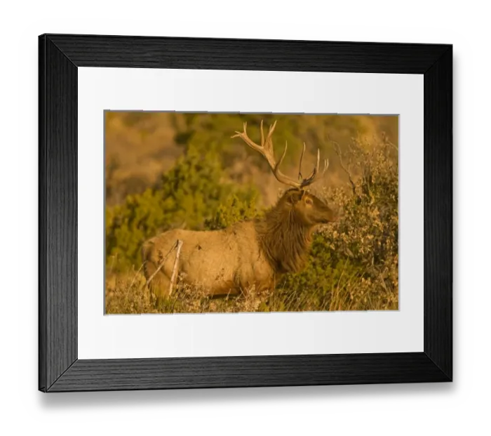 Framed Print : A large bull desert elk (Cervus elaphus) raw faced from feeding on prickly cactus Framed Print : A large bull desert elk (Cervus elaphus) raw faced from feeding on prickly cactus