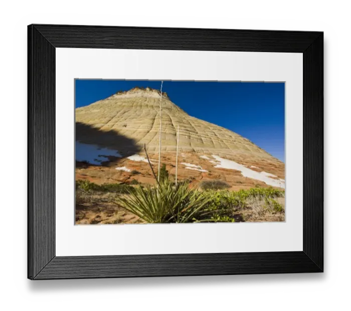 Framed Print : Yucca in front of Checkerboard Mesa in Zion National Park in Utah