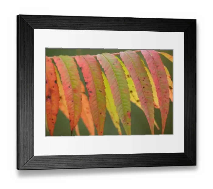 Framed Print : Fall foliage along a roadside overlook, Southern Vermont, USA