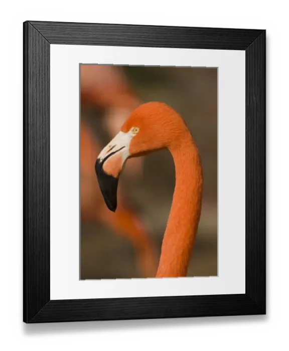 Framed Print : USA, NM, Rio Grande Zoo. American Greater Flamingo (Phoenicopterus ruber), captive Framed Print : USA, NM, Rio Grande Zoo. American Greater Flamingo (Phoenicopterus ruber), captive