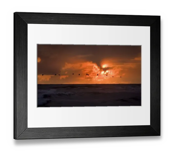 Framed Print : USA, Oregon, Cannon Beach. Flock of pelicans flyover ocean at sunset Framed Print : USA, Oregon, Cannon Beach. Flock of pelicans flyover ocean at sunset