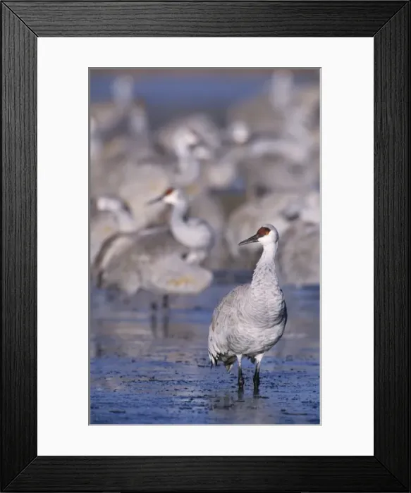 Framed Print : Sandhill Crane, Grus canadensis, group at roosting place, Bosque del Apache National Framed Print : Sandhill Crane, Grus canadensis, group at roosting place, Bosque del Apache National