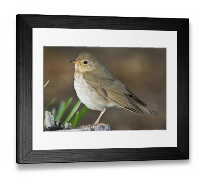 Framed Print : Swainsons Thrush (Catharus ustulatus) at South Padre Island World Birding Center Framed Print : Swainsons Thrush (Catharus ustulatus) at South Padre Island World Birding Center