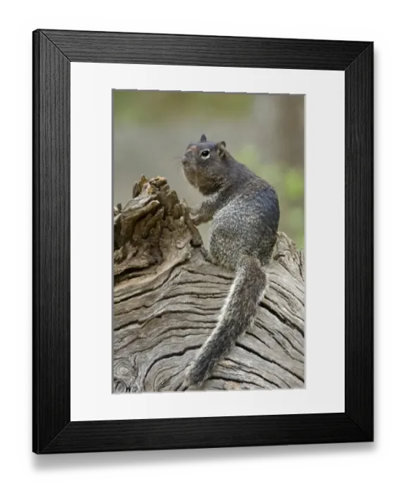 Framed Print : USA, North America, Texas
