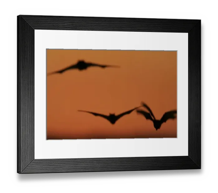 Framed Print : USA, Texas, Uvalde County. Brazilian free-tailed bats in flight at sunset Framed Print : USA, Texas, Uvalde County. Brazilian free-tailed bats in flight at sunset