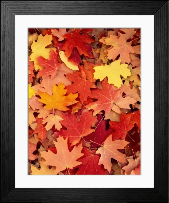 Framed Print : Utah. USA. Fallen leaves of bigtooth maple trees (Acer grandidentatum) in autumn Framed Print : Utah. USA. Fallen leaves of bigtooth maple trees (Acer grandidentatum) in autumn