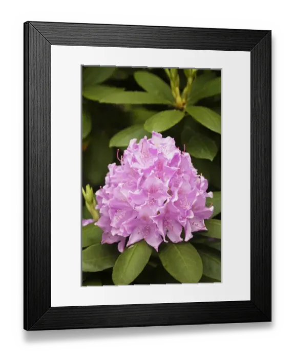 Framed Print : Rosebay rhododendron in bloom, Great Smoky Mountains National Park, Tennessee Framed Print : Rosebay rhododendron in bloom, Great Smoky Mountains National Park, Tennessee