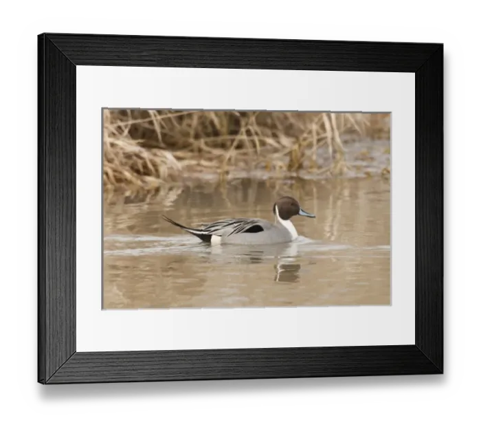 Framed Print : USA, North America, Oregon