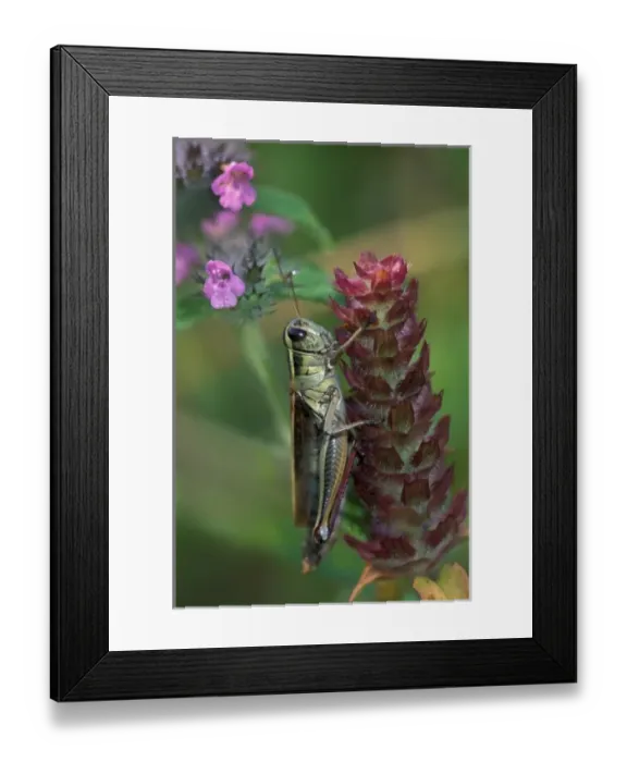 Framed Print : USA, Pennsylvania. Close-up of grasshopper on plant Framed Print : USA, Pennsylvania. Close-up of grasshopper on plant