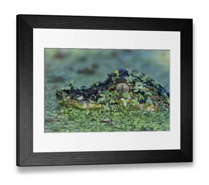 Framed Print : American Alligator, Alligator mississipiensis, young in duckweed camouflaged, Welder Framed Print : American Alligator, Alligator mississipiensis, young in duckweed camouflaged, Welder