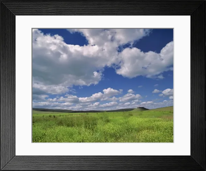 Framed Print : USA, Oregon, Harney Co. Wild grasses turn the landscape a brilliant green in Framed Print : USA, Oregon, Harney Co. Wild grasses turn the landscape a brilliant green in
