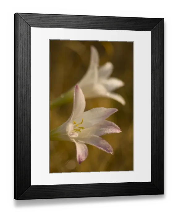 Framed Print : USA, North America, South Carolina Framed Print : USA, North America, South Carolina