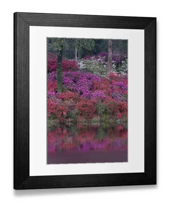 Framed Print : USA, South Carolina. Blooming azaleas on Middleton Plantation Framed Print : USA, South Carolina. Blooming azaleas on Middleton Plantation