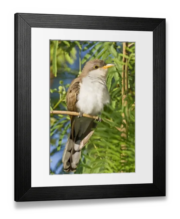 Framed Print : USA, North America, Texas Framed Print : USA, North America, Texas