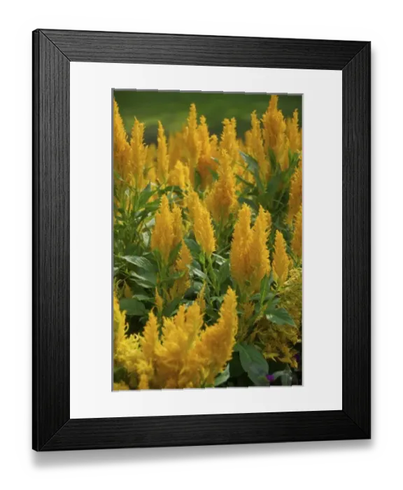 Framed Print : USA, North America, New York