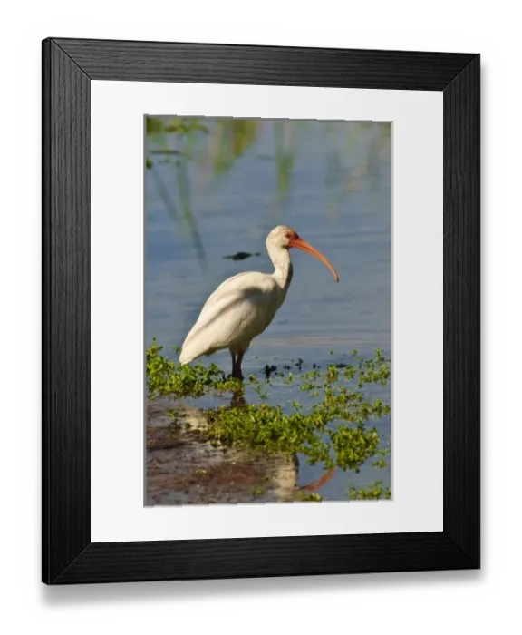 Framed Print : Texas, Port Aransas. WHite ibis at Leonabelle Turnbull Birding Center Framed Print : Texas, Port Aransas. WHite ibis at Leonabelle Turnbull Birding Center