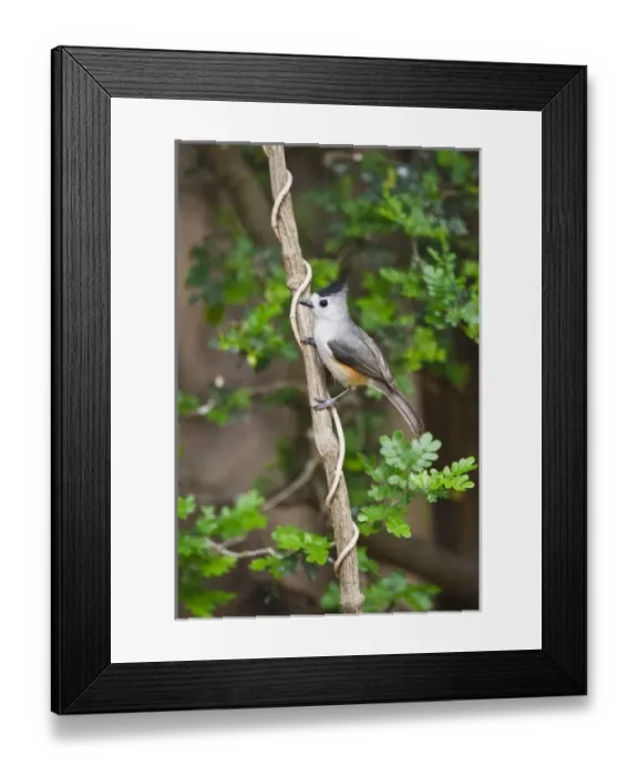 Framed Print : Black-crested Titmouse (Baeolophus atricristatus) perched, south Texas, USA Framed Print : Black-crested Titmouse (Baeolophus atricristatus) perched, south Texas, USA
