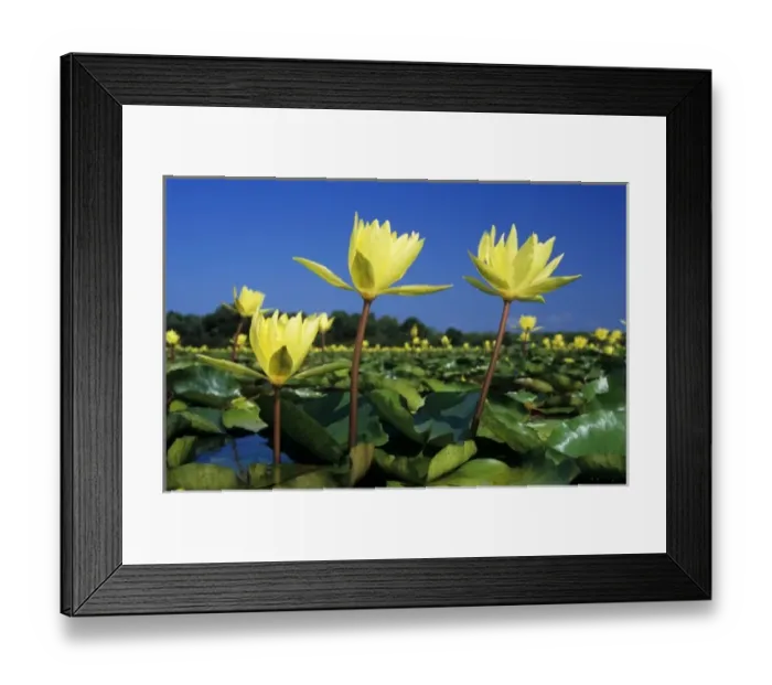 Framed Print : Yellow Waterlily, Nymphaea mexicana, blooming in lake, Welder Wildlife Refuge, Sinton Framed Print : Yellow Waterlily, Nymphaea mexicana, blooming in lake, Welder Wildlife Refuge, Sinton