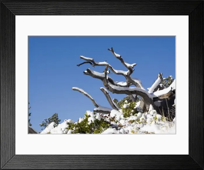 Framed Print : USA - Utah. Tree branches with snow at Bryce Canyon National Park after snowstorm Framed Print : USA - Utah. Tree branches with snow at Bryce Canyon National Park after snowstorm