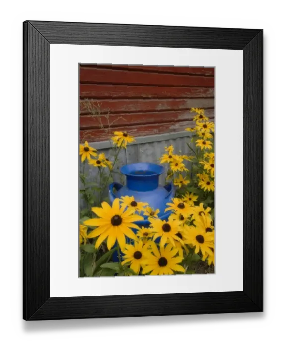 Framed Print : USA, Washington. Blue milk can sits amid garden flowers next to building Framed Print : USA, Washington. Blue milk can sits amid garden flowers next to building