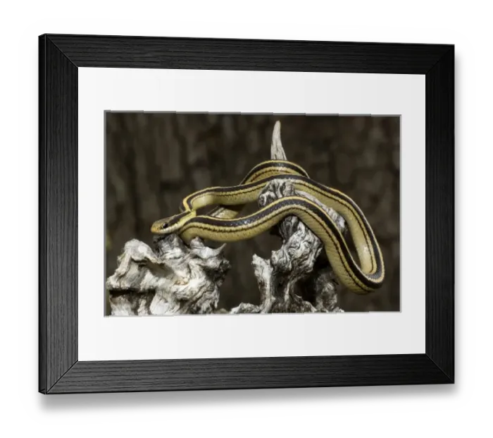 Framed Print : USA, North America, Texas