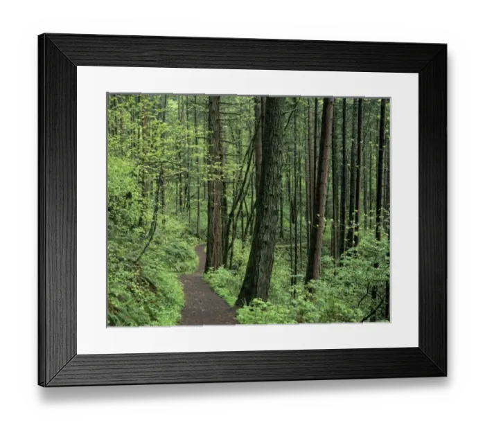Framed Print : OR, Columbia River Gorge, Mt. Hood NF, trail through forest Framed Print : OR, Columbia River Gorge, Mt. Hood NF, trail through forest