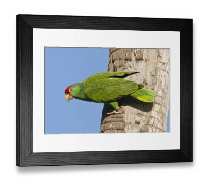 Framed Print : USA, North America, Texas Framed Print : USA, North America, Texas