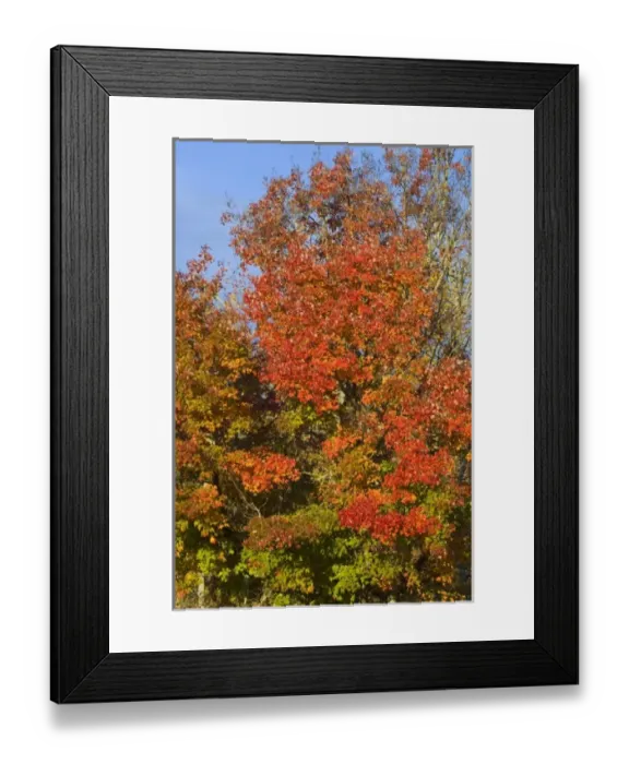 Framed Print : Maple trees turn vibrant red in autumn along the Blue Ridge Parkway near Blowing Framed Print : Maple trees turn vibrant red in autumn along the Blue Ridge Parkway near Blowing