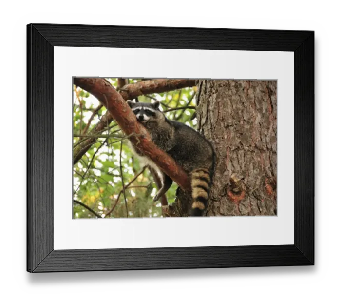 Framed Print : USA, North America, Oregon Framed Print : USA, North America, Oregon