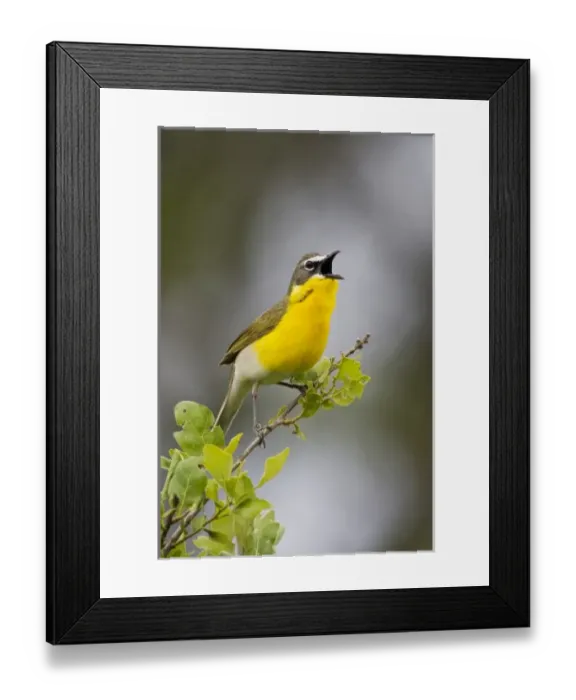 Framed Print : Yellow-breasted Chat (Icteria virens) adult male singing on breeding territory in oak brush Framed Print : Yellow-breasted Chat (Icteria virens) adult male singing on breeding territory in oak brush