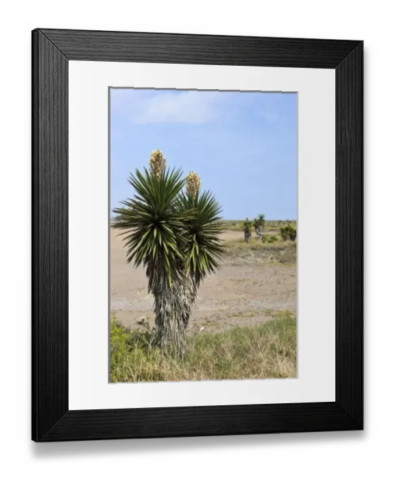 Framed Print : USA, North America, Texas