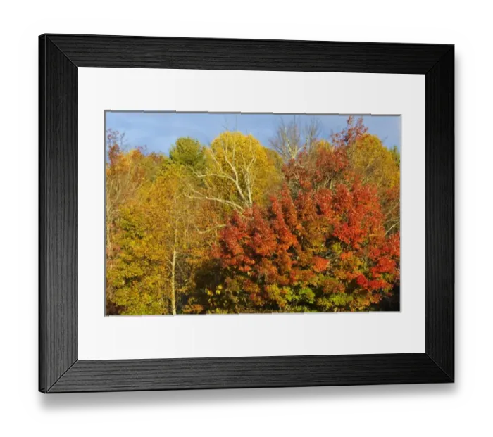 Framed Print : Maple trees turn vibrant red in autumn along the Blue Ridge Parkway near Blowing Framed Print : Maple trees turn vibrant red in autumn along the Blue Ridge Parkway near Blowing