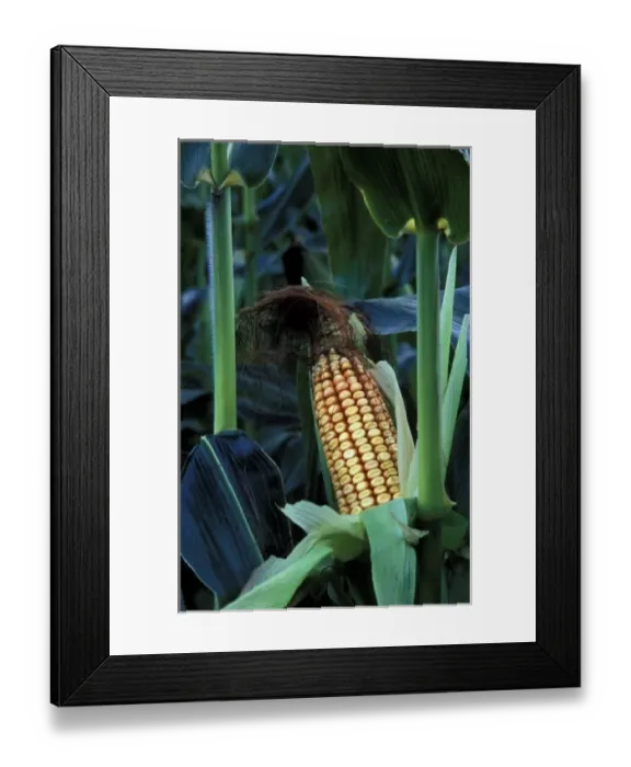 Framed Print : North America, United States, Vermont, Woodstock. Corn cob stalk