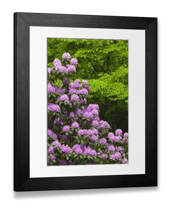 Framed Print : USA, North America, Tennessee